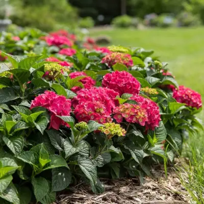 Гортензия ЭНДЛЕСС САММЕР ЛАВ крупнолистная в Барановичах