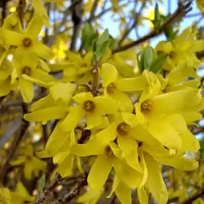 Форзиция ФОРЧУНА в Барановичах