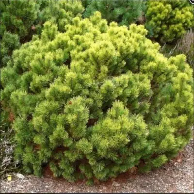 Ель ДАНС ДВАРФ обыкновення в Барановичах