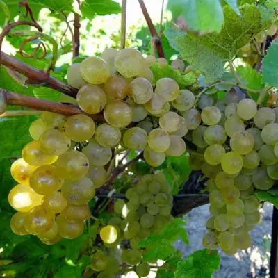 Виноград КРИСТАЛЛ в Барановичах