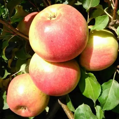 Яблоня ЭМБАССИ в Барановичах