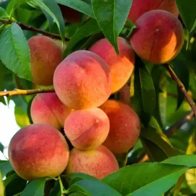 Персик ЗОЛОТОЙ ЮБИЛЕЙ в Барановичах