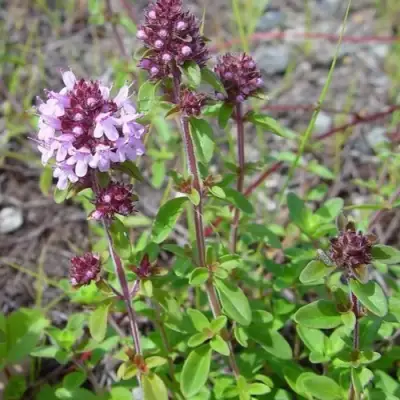 Тимьян яйцевидный в Барановичах
