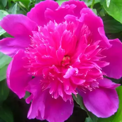 Пион РОЗОВЫЙ БУДДА травянистый в Барановичах