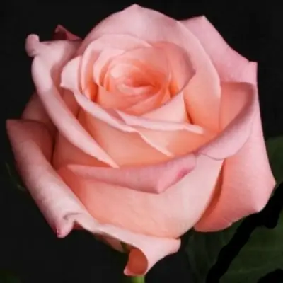 Роза АНГАЖЕМЕНТ чайно-гибридная в Барановичах