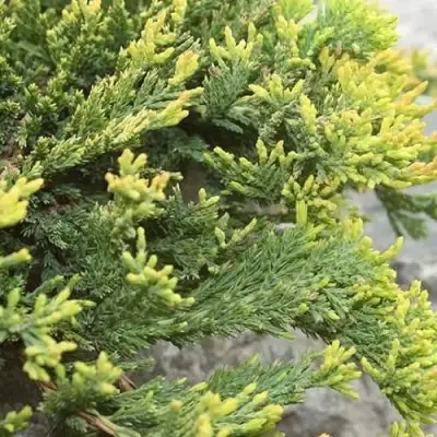 Можжевельник ГОЛДЕН КАРПЕТ горизонтальный  в Барановичах