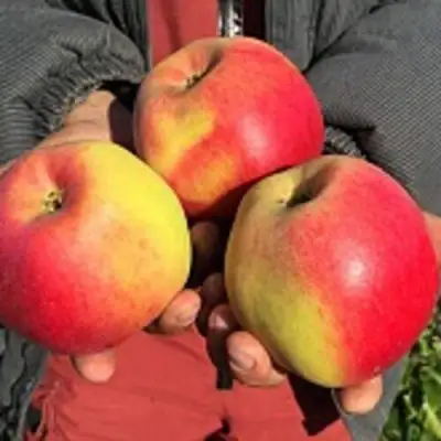 Яблоня СОКОЛОВСКОЕ стелющаяся в Барановичах