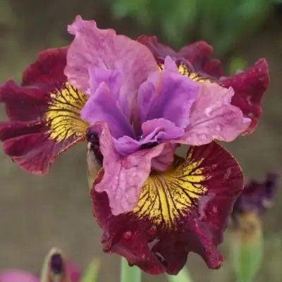 Ирис МИСС ЭППЛ сибирский в Барановичах