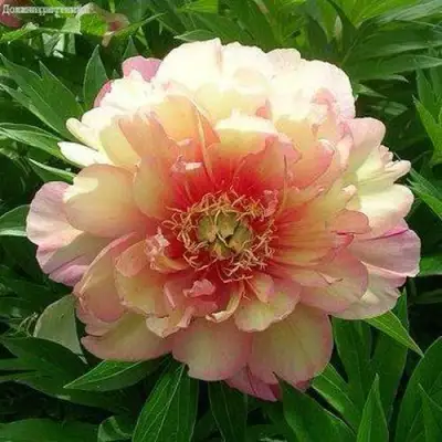 Пион ДЖУЛИЯ РОУЗ ито-гибрид в Барановичах