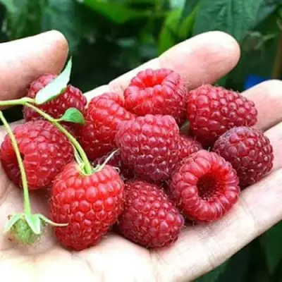 Малина ХИМБО-ТОП в Барановичах