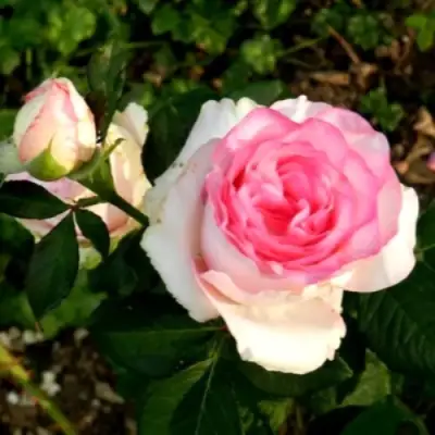 Роза ДОЛЬЧЕ ВИТА чайно-гибридная в Барановичах