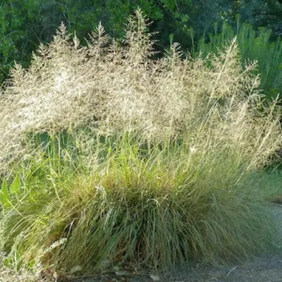 Каплесеменник воздушный в Барановичах