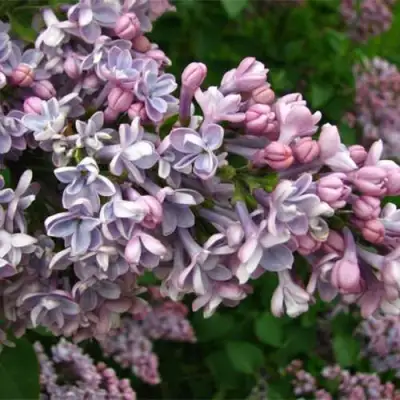 Сирень КОНДОРСЕ в Барановичах