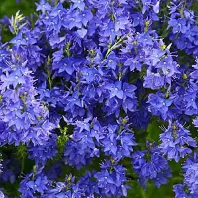 Вероника РОЯЛ БЛЮ большая в Барановичах