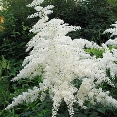 Астильба БРАУТШЛЕЙЕР Арендса в Барановичах