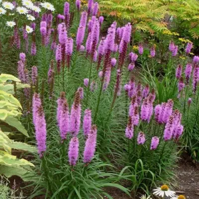 Лиатрис РОЗЕА колосковая в Барановичах