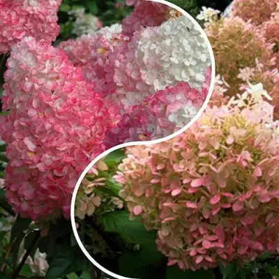 Комплект МАЛИНОВЫЙ ЗАКАТ в Барановичах