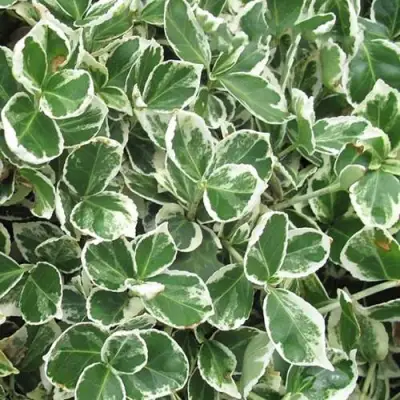 Бересклет ЭМЕРАЛЬД ГАИТИ форчуна  в Барановичах