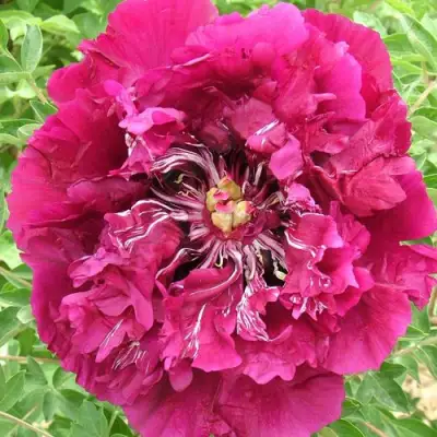 Пион ПУРПУРНЫЙ ОКЕАН древовидный в Барановичах