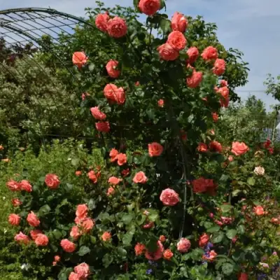 Роза ДИ ДИ БРИДЖУОТЕР плетистая в Барановичах