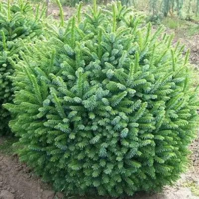 Ель НАНА сербская в Барановичах