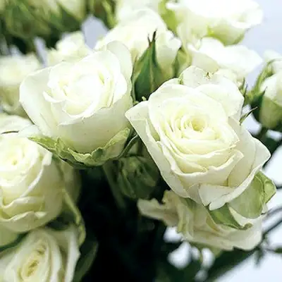 Роза СНОУФЛЕЙК спрей в Барановичах