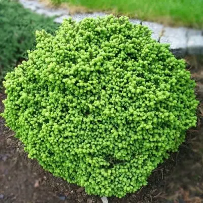 Ель ЛИТЛ ДЖЕМ обыкновенная в Барановичах