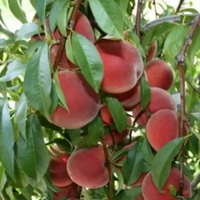 Персик ЮБИЛЕЙ СТОЛИЦЫ колонновидный в Барановичах