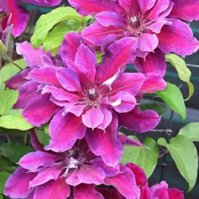 Клематис МАЙ БЬЮТИ в Барановичах