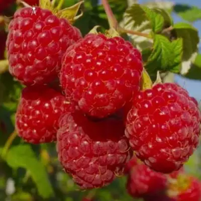 Малина ЭЛЕГАНТНАЯ в Барановичах