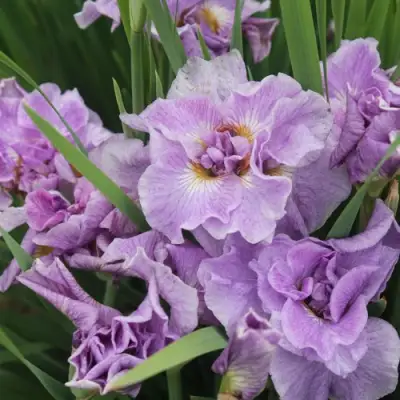 Ирис ХЭВИНГ ФАН сибирский в Барановичах