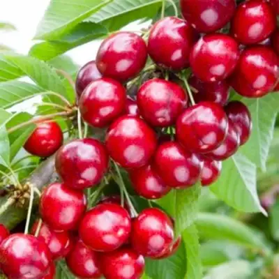 Вишня МАЛЮТКА колонновидная в Барановичах