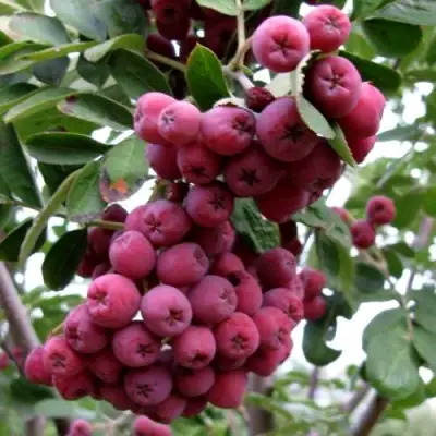 Рябина ТИТАН сладкоплодная  в Барановичах