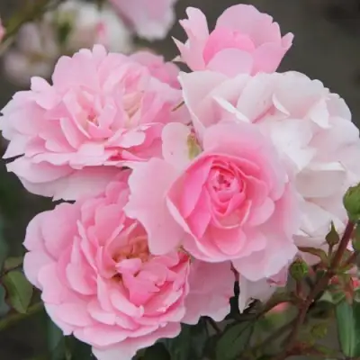 Роза БОНИКА флорибунда в Барановичах