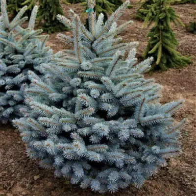 Ель МИСТИ БЛЮ голубая в Барановичах