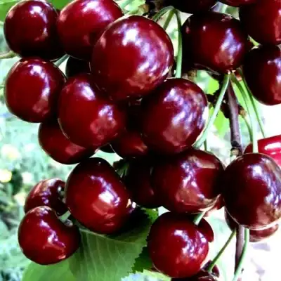 Черешня ОЛЕНЬКА в Барановичах