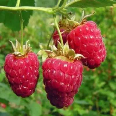 Малина ГОРДОСТЬ РОССИИ в Барановичах