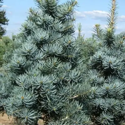 Пихта КОНКОЛОР в Барановичах