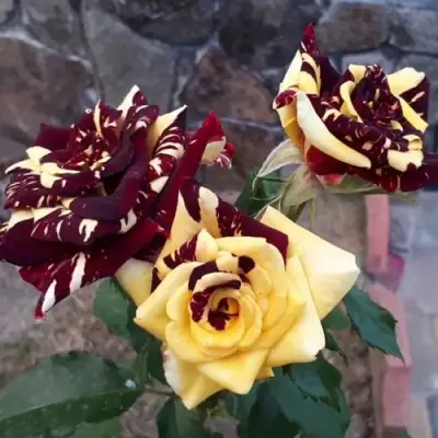 Роза АБРАКАДАБРА чайно-гибридная в Барановичах