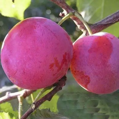 Слива ДЕЛИКАТНАЯ в Барановичах