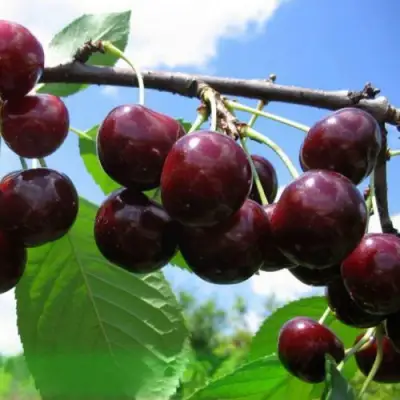 Дюк ЧУДО-ВИШНЯ в Барановичах