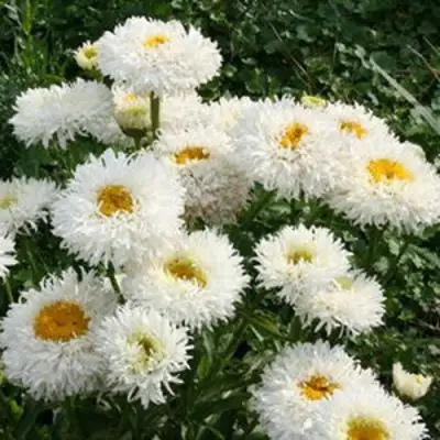 Нивяник КРЕЙЗИ ДЕЙЗИ наибольший в Барановичах