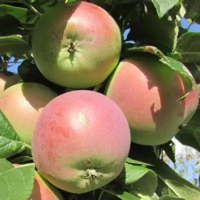 Яблоня МОСКОВСКОЕ ЗИМНЕЕ в Барановичах