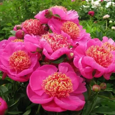 Пион ДОРИН травянистый в Барановичах