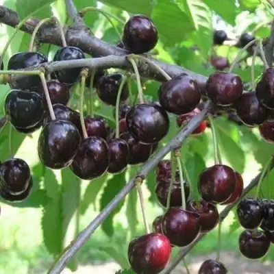 Черешня ЛЮБИМИЦА АСТАХОВА в Барановичах