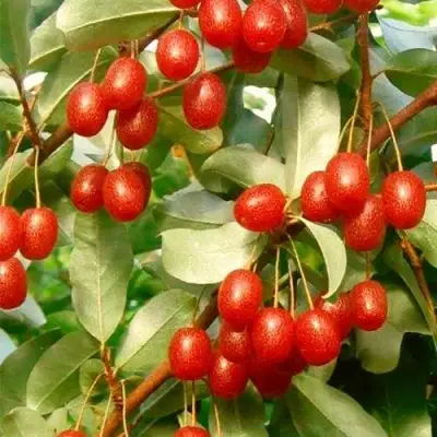 ГУМИ (ЛОХ МНОГОЦВЕТКОВЫЙ) в Барановичах