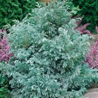 Кипарисовик БУЛЕВАРД горохоплодный в Барановичах