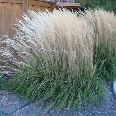 Вейник КАРЛ ФОРСТЕР остроцветковый в Барановичах