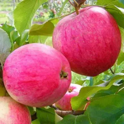 Яблоня РОЗОВЫЙ НАЛИВ в Барановичах