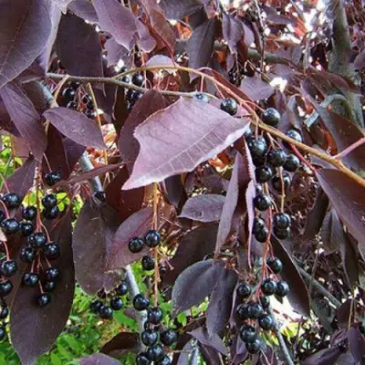 Черемуха виргинская ШУБЕРТ в Барановичах